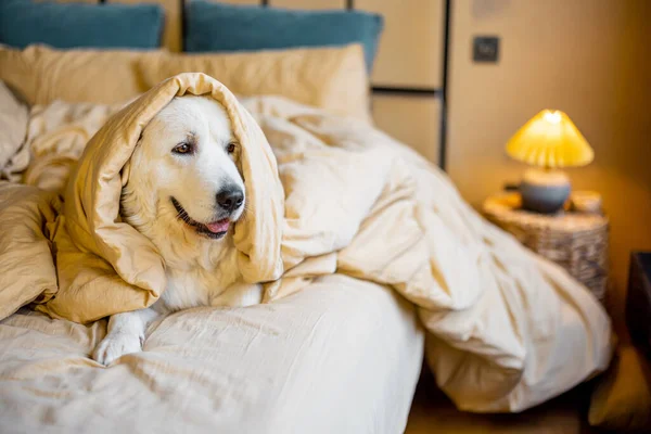 Portrait Cute White Dog Lying Bed Covered Blanket Cozy Bedroom — Stock Photo, Image