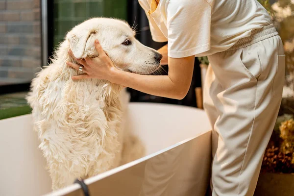 年轻女人在浴缸里给她的狗泡肥皂 在浴室的Spa程序中 可爱的白色可爱的狗 Maremmano Abruzzese犬种 — 图库照片