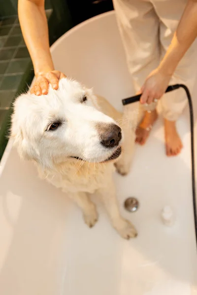 Cute White Dog Takes Shower Bathtub View Concept Animal Care — Fotografia de Stock