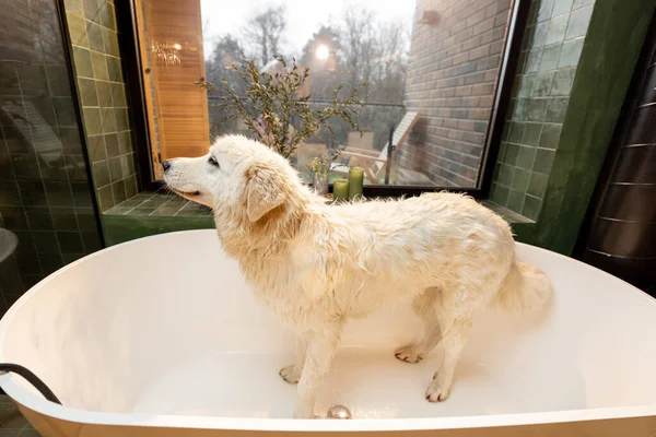 Wet Dog Bathtub Spa Procedures Home Maremmano Abruzzese Dog Breed — Photo