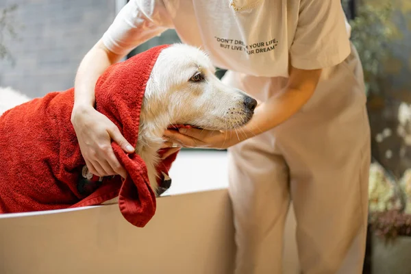 Mujer Joven Limpia Perro Con Una Toalla Después Tomar Baño —  Fotos de Stock