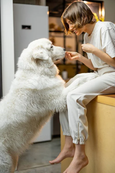年轻的女人和她的大白狗一起玩耍 快乐地在家里的厨房里度过闲暇时光 与宠物的友谊概念和家庭生活方式 — 图库照片