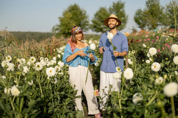 日落时分 快乐的男人和女人在农村花田里干活的时候采摘大丽花 夏园种植大丽花小生意的概念 — 图库照片