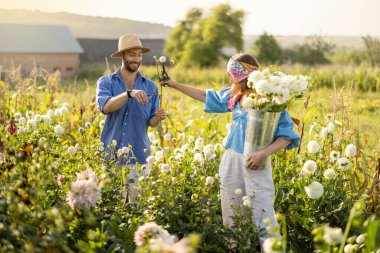 Man and a woman pick up dahlia flowers while working at rural flower farm on sunset. Young farmers having small business of growing dahlias in summer garden