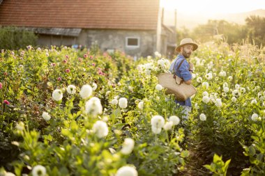 Handsome man in hat as a farmer carries bag full of freshly picked up white dahlias, working at flower farm outdoors. Concept of a small business of growing dahlias in summer garden