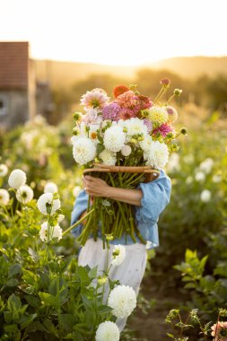 Portrait of a woman with lots of freshly picked up colorful dahlias and lush amaranth flower on rural farm during sunset