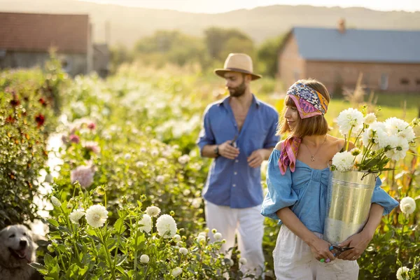 Man and a woman pick up dahlia flowers while working at rural flower farm on sunset. Young farmers having small business of growing dahlias in summer garden