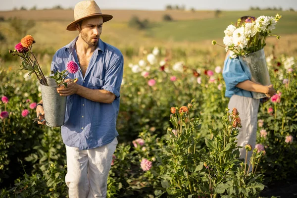 Man and a woman pick up dahlia flowers while working at rural flower farm on sunset. Young farmers having small business of growing dahlias on field