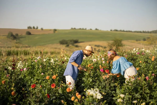 Man Woman Pick Dahlia Flowers While Working Rural Flower Farm — Zdjęcie stockowe