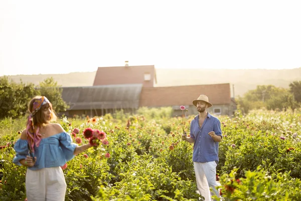 Man Woman Pick Dahlia Flowers While Working Rural Flower Farm — Stockfoto