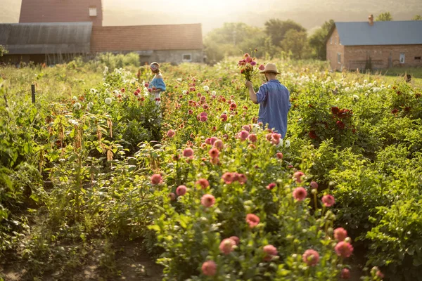 Man Vrouw Halen Dahlia Bloemen Tijdens Hun Werk Landelijke Bloemenboerderij — Stockfoto