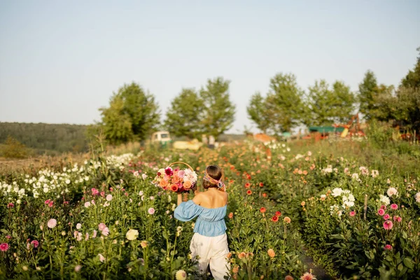 Woman Farmer Carries Freshly Picked Colorful Dahlias Walking Flower Rows — Stockfoto