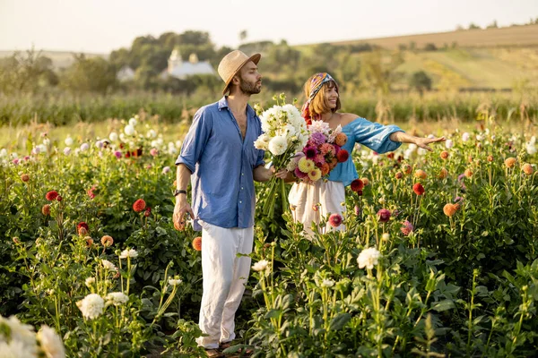 Man Woman Pick Dahlia Flowers While Working Rural Flower Farm — Fotografia de Stock