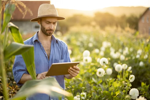 Man in hat as farmer works with a digital tablet on flower farm, examining dahlias during sunset. Concept of new technologies in agriculture