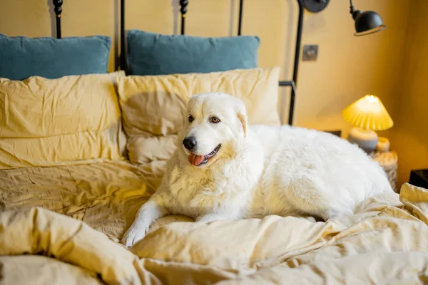 ベージュ色の色調の居心地の良いベッドルームでベッドの上に寝そべっている愛らしい白い犬 ペットと家庭の居心地の良いの概念 マレマイタリアの羊飼いの犬 — ストック写真