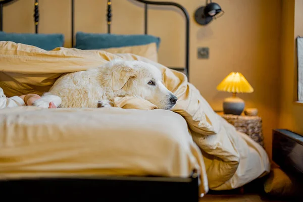 침실의 침대에 스러운 색조를 동물의 에서의 친근감 마렘마 탈리아 셰퍼드 — 스톡 사진
