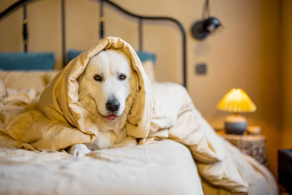 침실에 담요로 침대에 귀여운 마렘마 양치기 집에서 — 스톡 사진