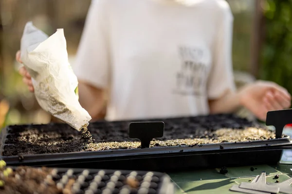 Nainen Joka Peittää Maaperän Vermikuliitilla Kylväessään Siemeniä Taimitarjottimiin Lähikuva — kuvapankkivalokuva