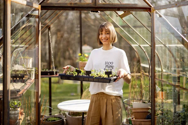 Retrato Uma Jovem Jardineira Com Bandeja Plântulas Pequena Bela Estufa — Fotografia de Stock