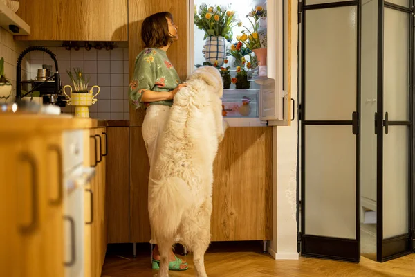 Милая Женщина Собакой Заглядывает Холодильник Полный Свежих Цветов Кухне Концепция — стоковое фото