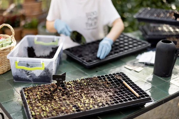 Jardineiro Que Enche Bandejas Planta Cultivada Sementes Com Solo Semeando — Fotografia de Stock