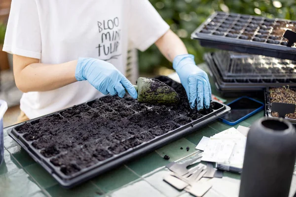 Gardener Filling Seedling Trays Soil Sowing Flower Seeds Backyard Tray — Stock Photo, Image