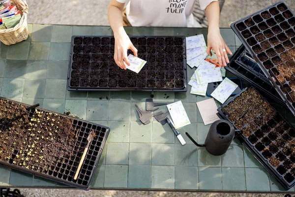 庭師の種子を苗トレイに播種しながら テーブルの外に座って クローズアップ — ストック写真