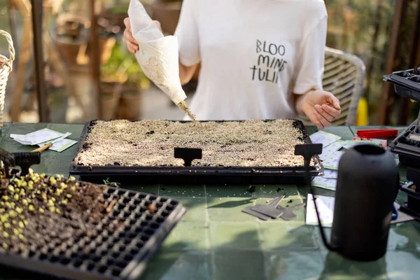 Woman Covering Soil Vermiculite While Sowing Seeds Seedling Trays Close — Stock Photo, Image
