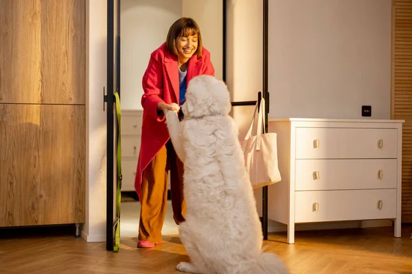 Dog meets its owner at the doorway of living room at home. Concept of a happy homecoming when your pets are waiting for you