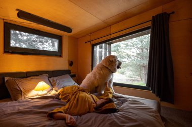 Woman lying with her huge adorable white dog in tiny bedroom while resting in wooden cabin on nature