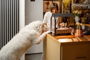 Young woman looks on sprouts, growing greens under artificial lighting on kitchen. Spending leisure time with her dog happily, having a hobby at home