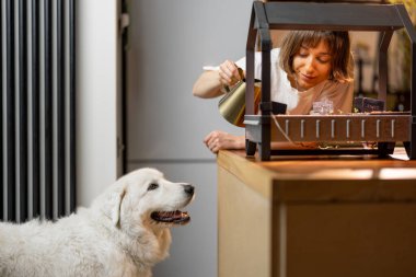 Young woman watering sprouts, growing greens under artificial lighting on kitchen. Woman spending leisure time with her dog happily, having a hobby at home