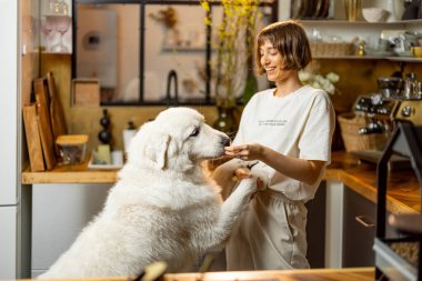 Young woman plays with her huge white dog, spending leisure time together happily on kitchen at home. Concept of friendship with pets and domestic lifestyle