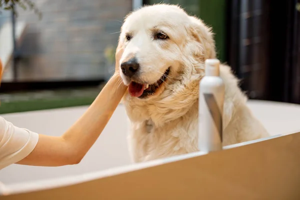 Lindo Perro Adorable Sentado Bañera Preparándose Para Spa Procedimientos Botella —  Fotos de Stock