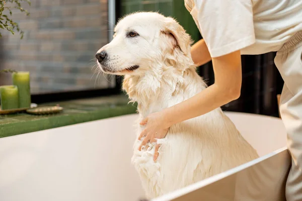 Mujer Joven Lavando Lindo Perro Blanco Bañera Casa Concepto Cuidado —  Fotos de Stock