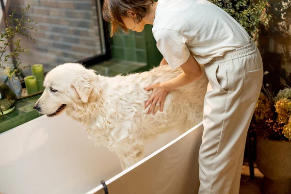 Young woman soaps her dog in bathtub. Cute white adorable dog during SPA procedures in bathroom. Maremmano abruzzese dog breed