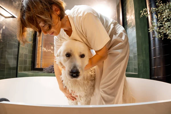 Young woman soaps her dog in bathtub. Cute white adorable dog during SPA procedures in bathroom. Maremmano abruzzese dog breed