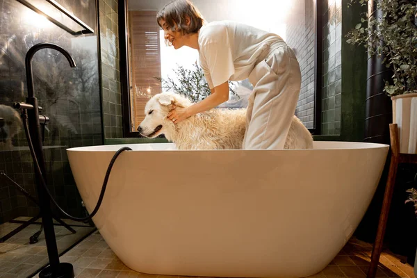 Young Woman Washing Her Cute White Dog Bathtub Home Concept — Stok fotoğraf