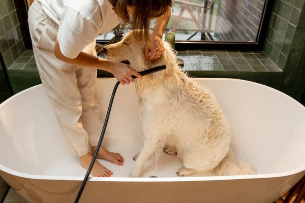 Mujer Joven Lavando Lindo Perro Blanco Bañera Casa Concepto Cuidado — Foto de Stock