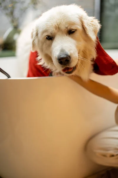 Dona Limpa Cão Com Uma Toalha Depois Tomar Banho Casa — Fotografia de Stock