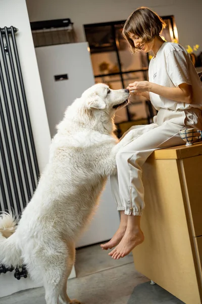 Young Woman Plays Her Huge White Dog Spending Leisure Time — 图库照片