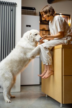Young woman plays with her huge white dog, spending leisure time together happily on kitchen at home. Concept of friendship with pets and domestic lifestyle