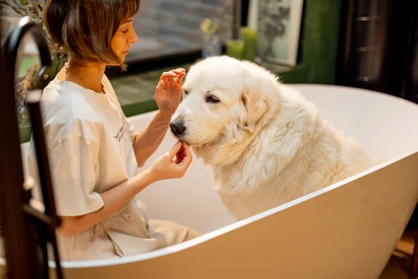 Mujer Joven Alimenta Lindo Perro Blanco Antes Lavarse Bañera Casa —  Fotos de Stock