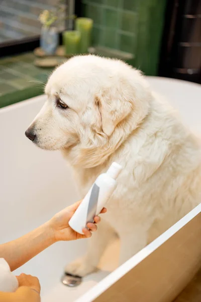 Lindo Perro Adorable Sentado Bañera Preparándose Para Spa Procedimientos Botella —  Fotos de Stock