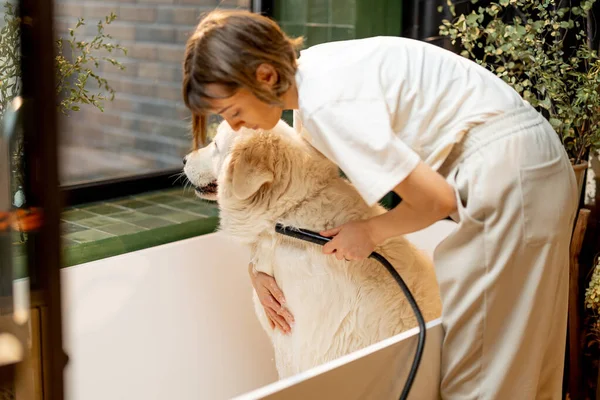 Mujer Joven Lavando Lindo Perro Blanco Bañera Casa Concepto Cuidado —  Fotos de Stock