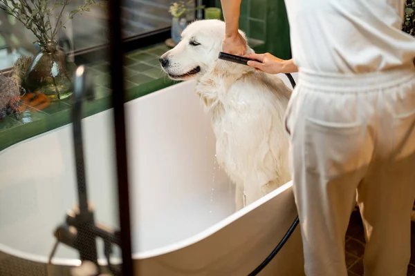年轻的女人在家里的浴缸里洗她可爱的白狗 动物护理的概念 宠物的温泉疗养程序和友谊 — 图库照片
