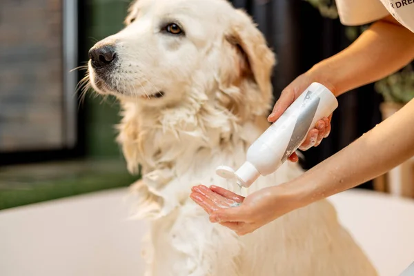 Pet Owner Applying Shampoo Hand Washing Her Cute Dog Bathtub — ストック写真
