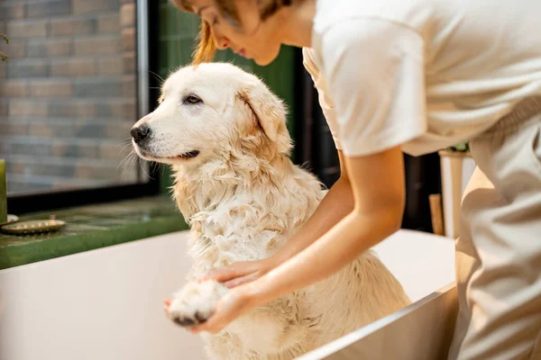 Young Woman Soaps Her Dog Bathtub Cute White Adorable Dog — Stock fotografie