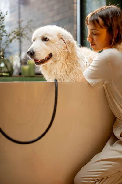 年轻女人在家里洗澡时关心她可爱的狗 动物照料的概念和与宠物的友谊 Maremmano Abruzzese犬种 — 图库照片