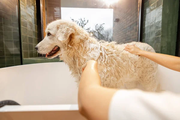 Washing dog in bathtub. Cute white adorable dog during SPA procedures in bathroom. Maremmano abruzzese dog breed